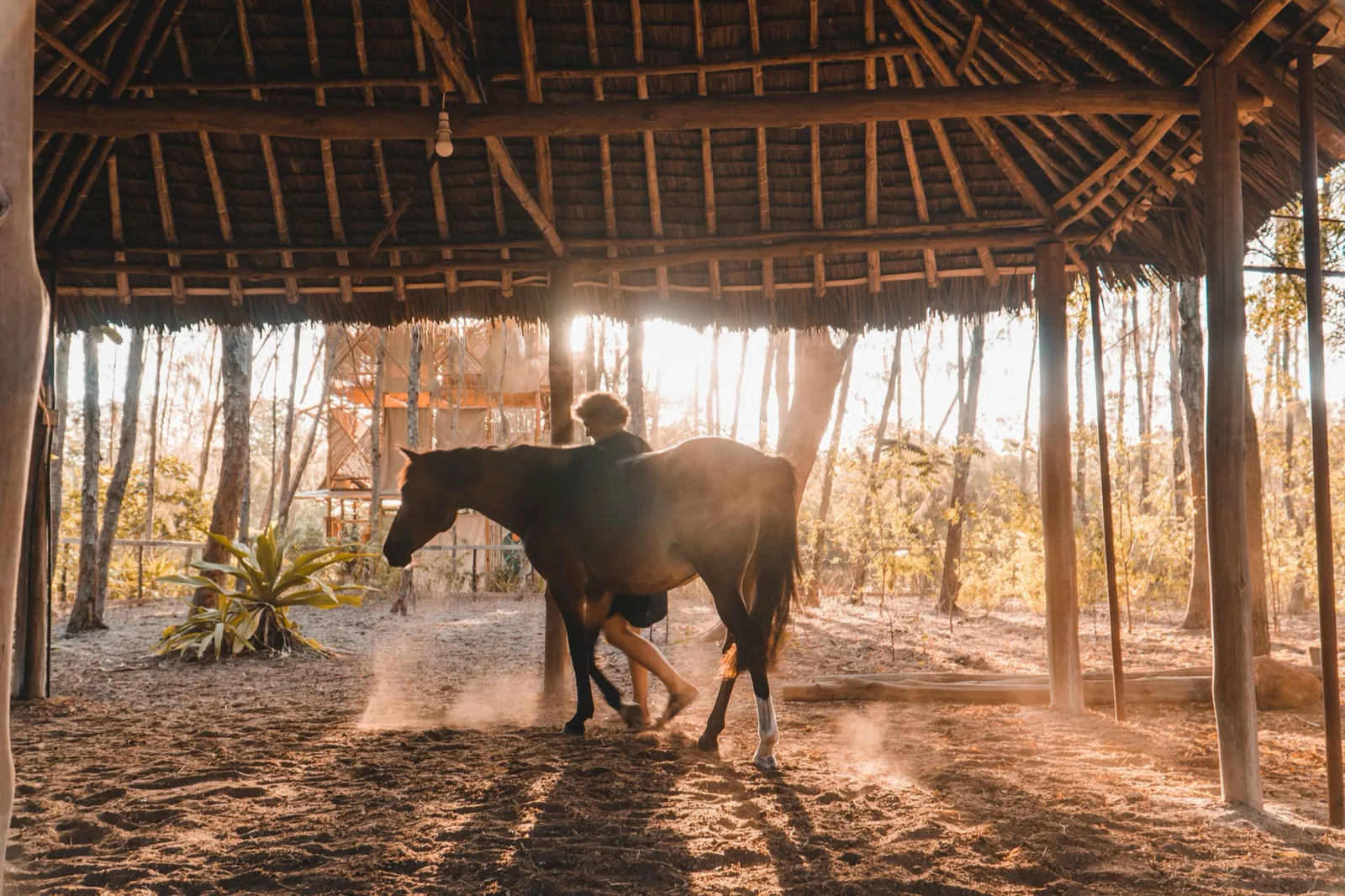 A Horsebay horse in the shelter at sunrise, Mida Creek, Watamu