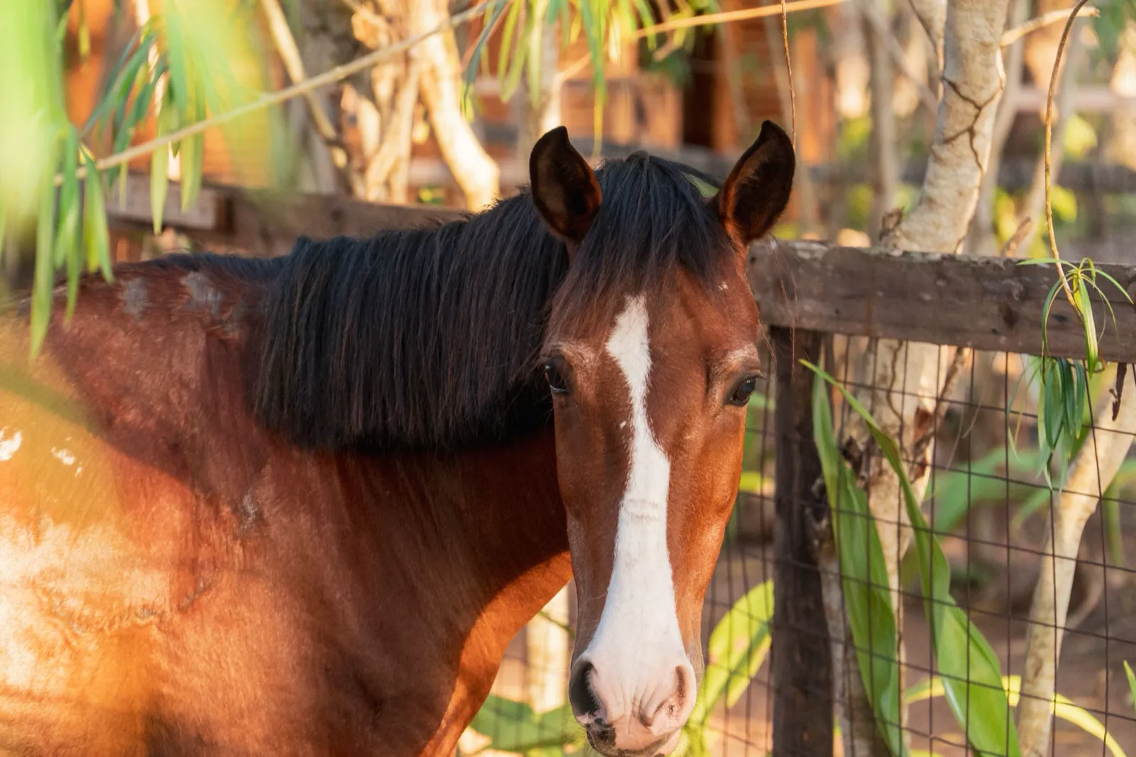 A Horsebay horse looking over the fence