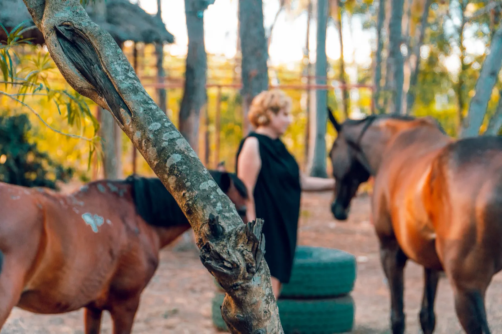 Kerstin with the Horsebay horses at Mida Creek